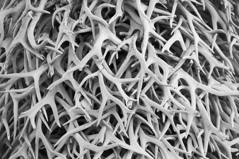 close up of a pile of nches in black and white
