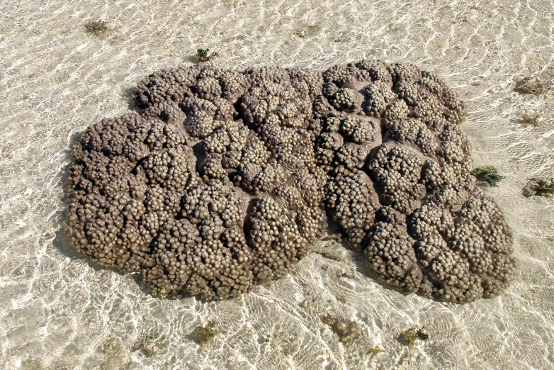 a close up of sea urchin shells on a beach