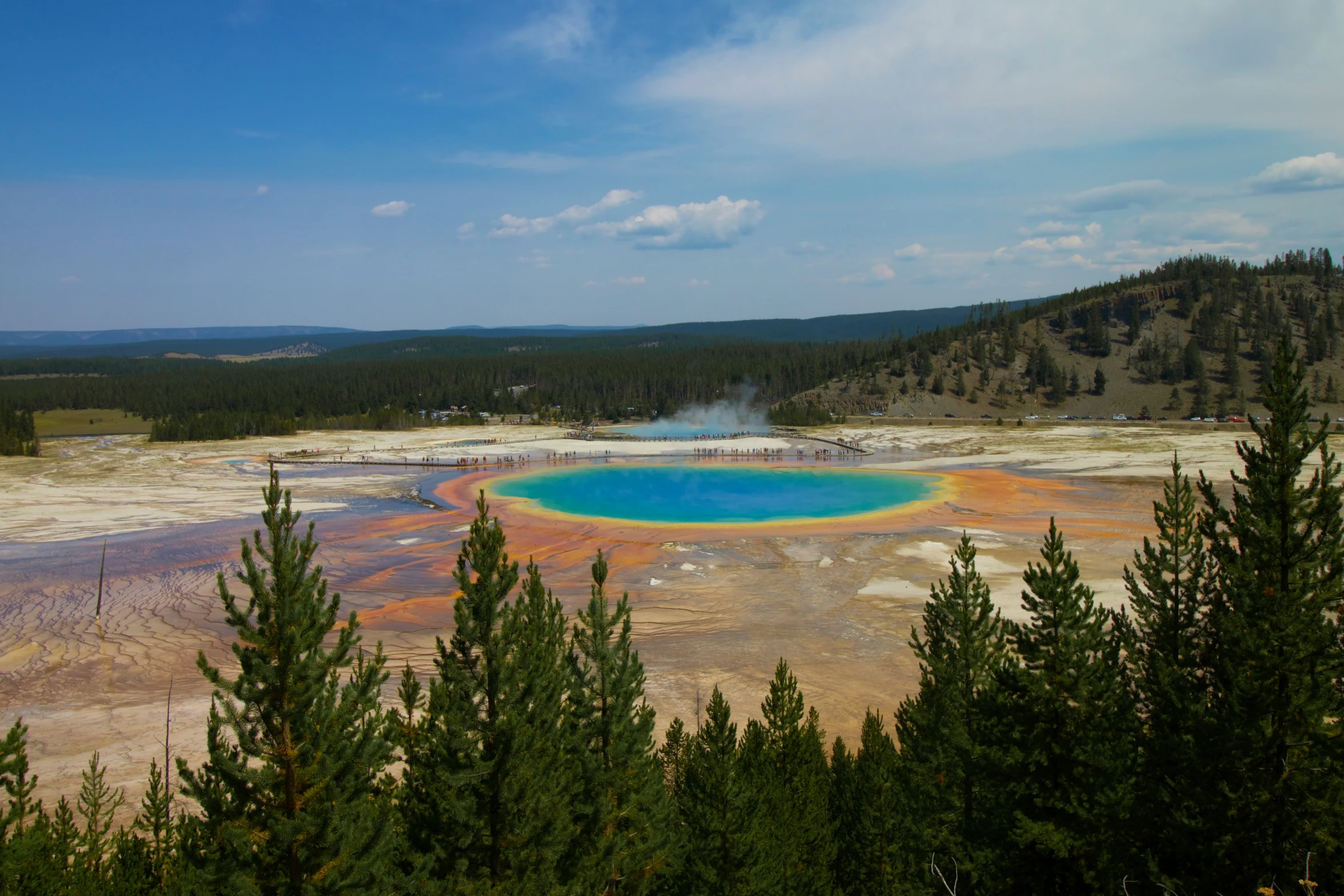 some trees on the ground and a blue and yellow water