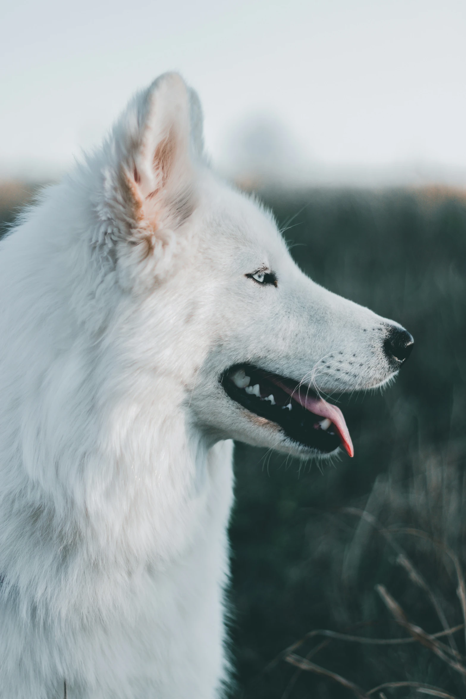 a large white dog with his mouth open and showing tongue