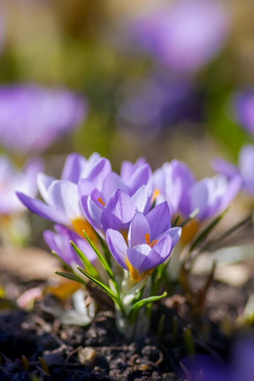 some purple flowers are growing on the ground