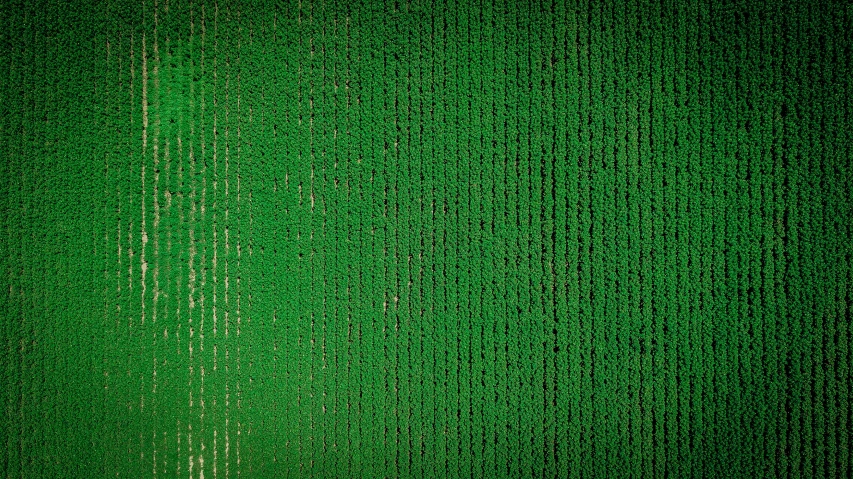 green colored background with vertical lines in the middle