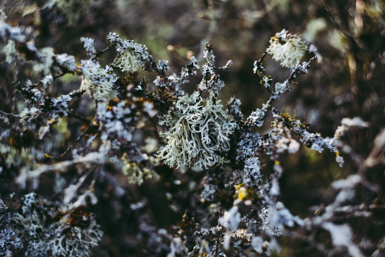 a green bush covered in frost on top of pine trees