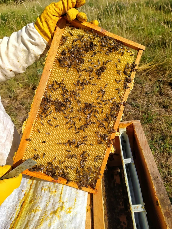 a person wearing bee suits and honeycombs