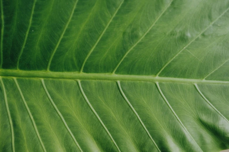 large green leaf with fine white lines on the edges