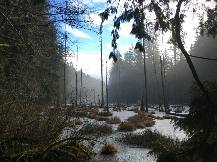 a group of trees and grass in a forest