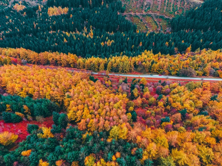 a lush green and yellow forest filled with trees