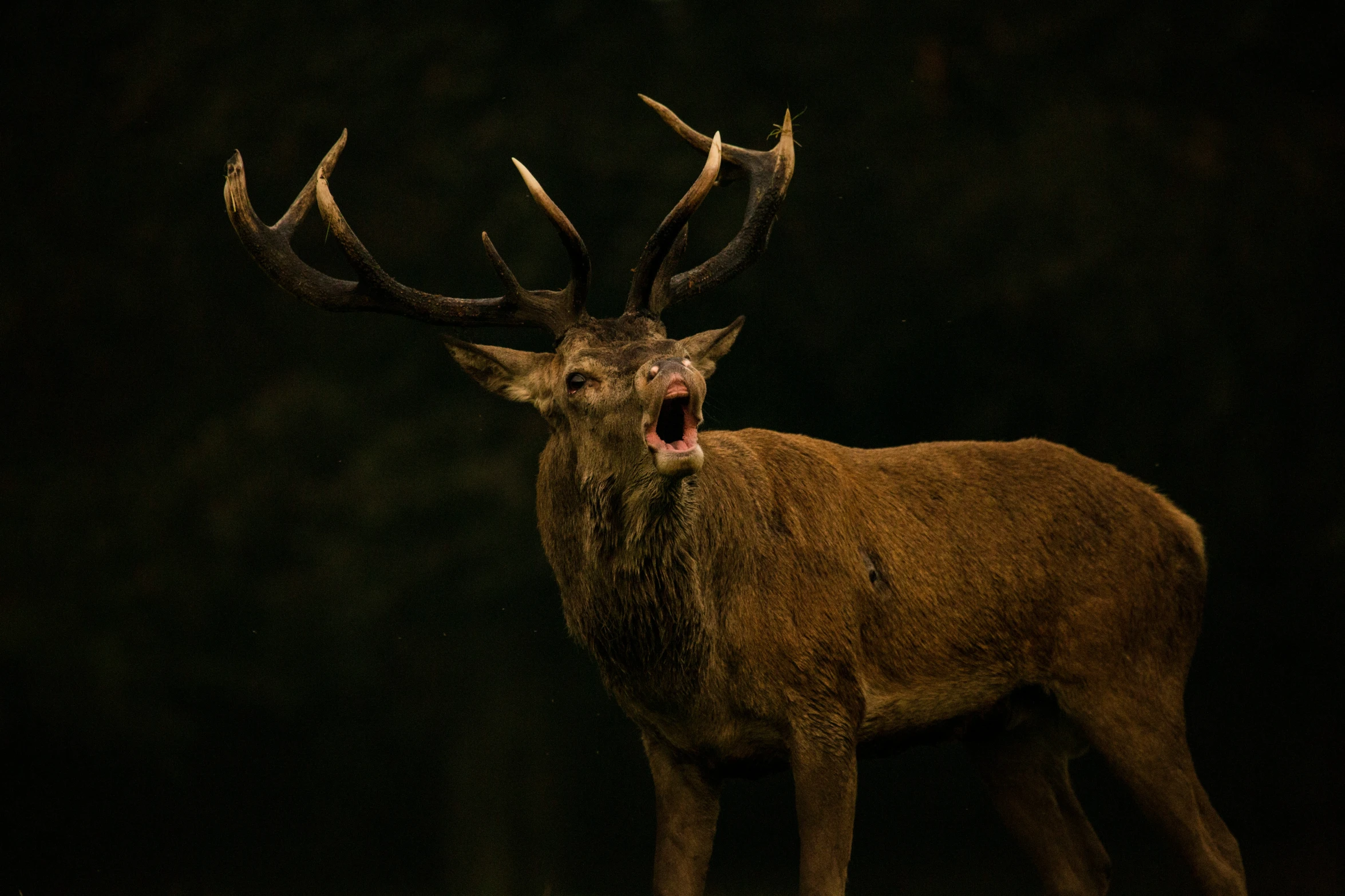 an animal with very big horns standing in the dark