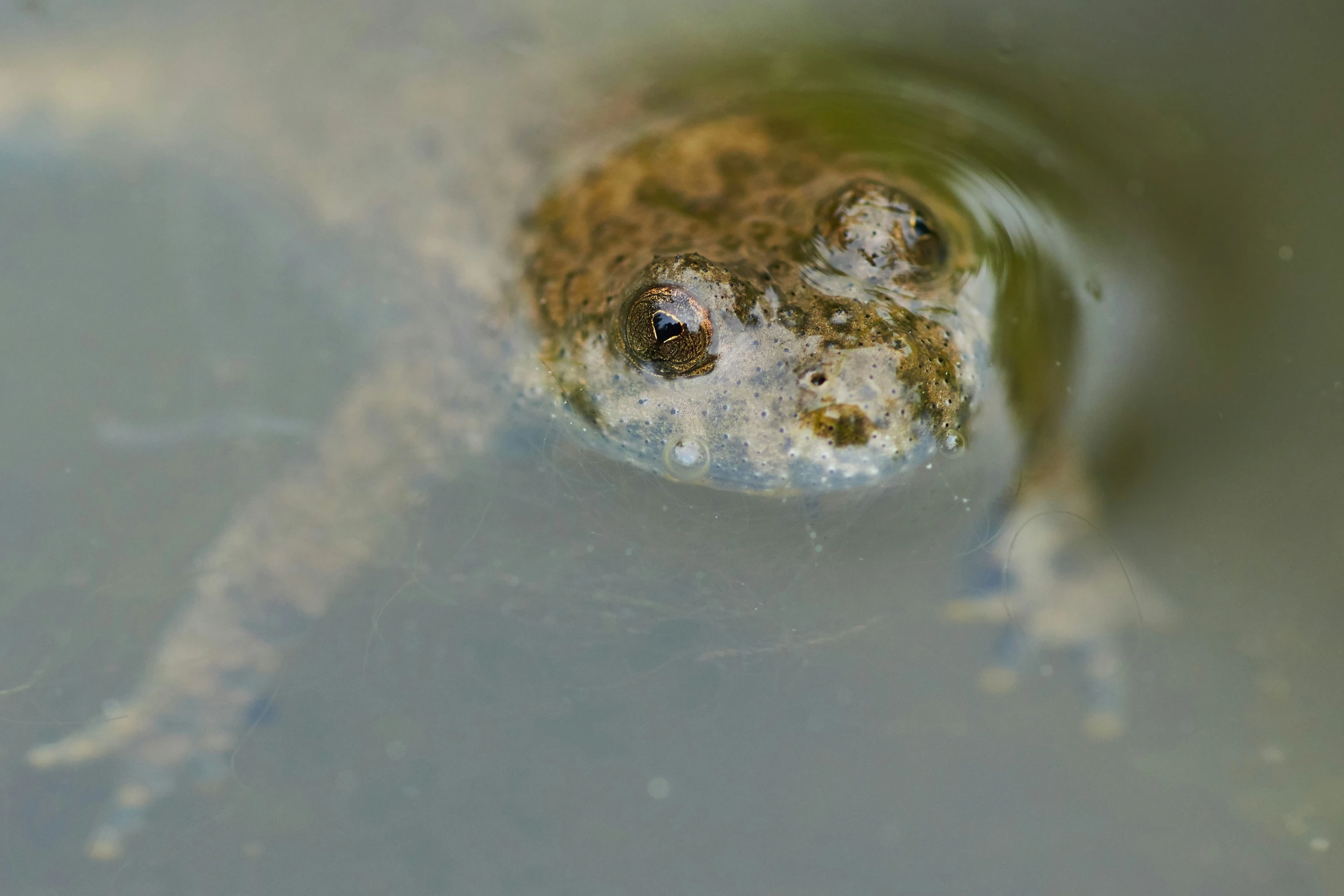 a small frog sitting in a dle of water