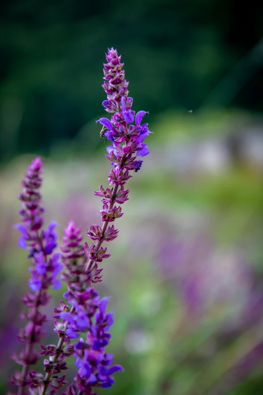 flowers in bloom are pictured in this close up po