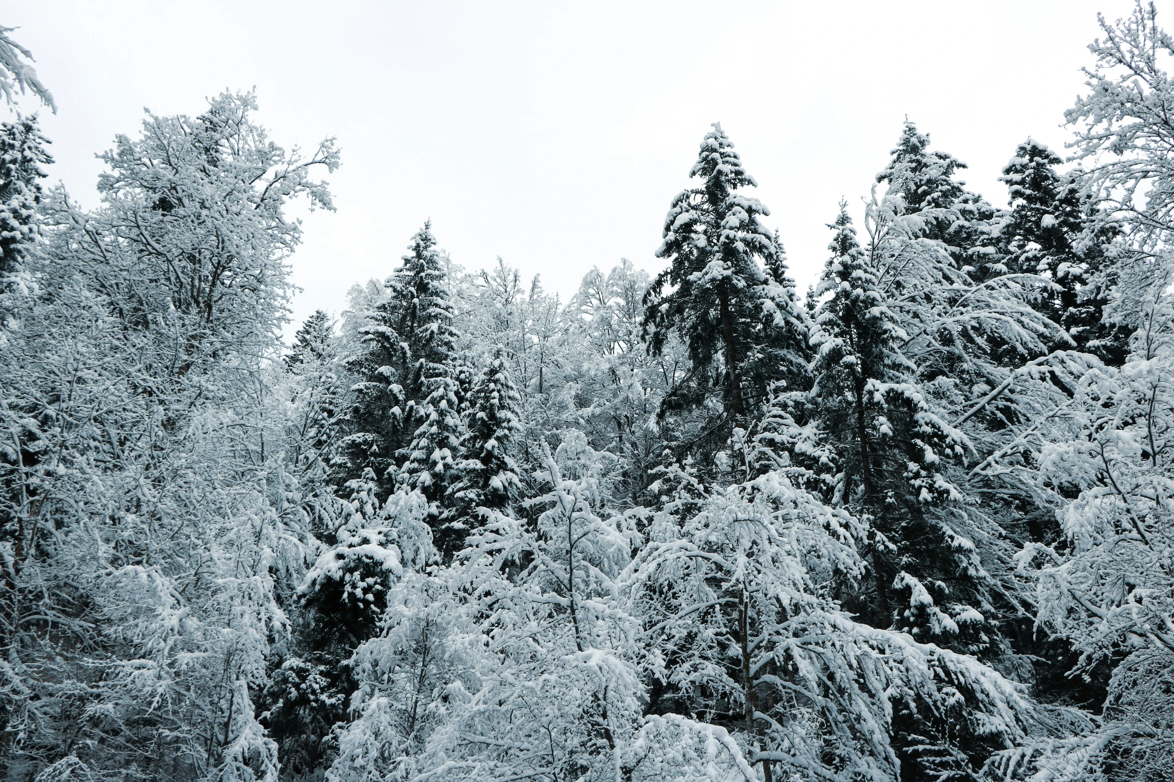 the snow covered trees are still growing as the sky passes by