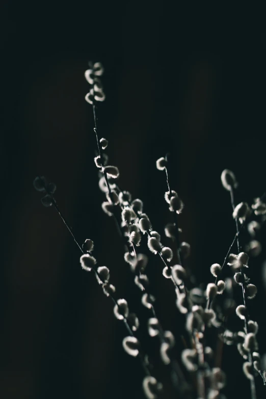 some white flowers sitting in the dark