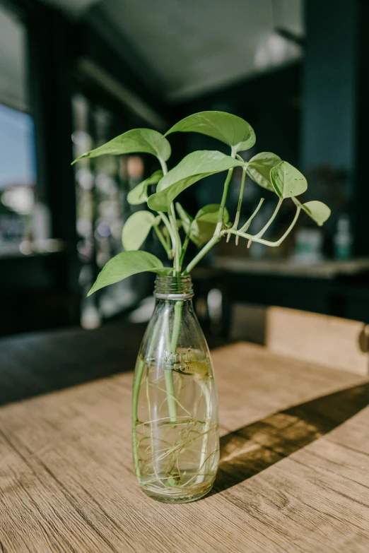 a vase with water and plant with green leaves in it