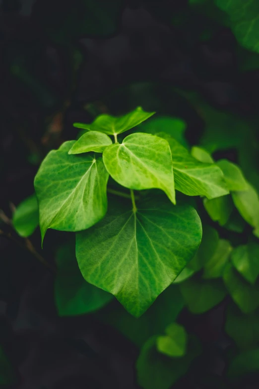 green leaves are hanging from the nches