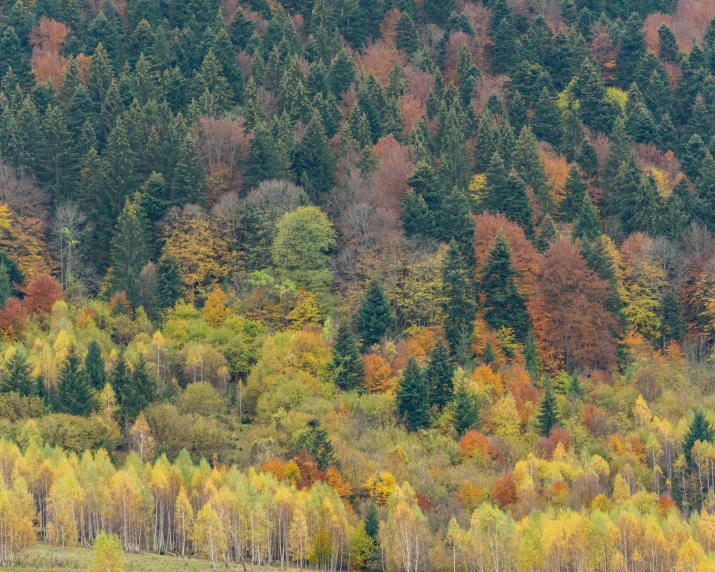 there are trees that are covered in many colors