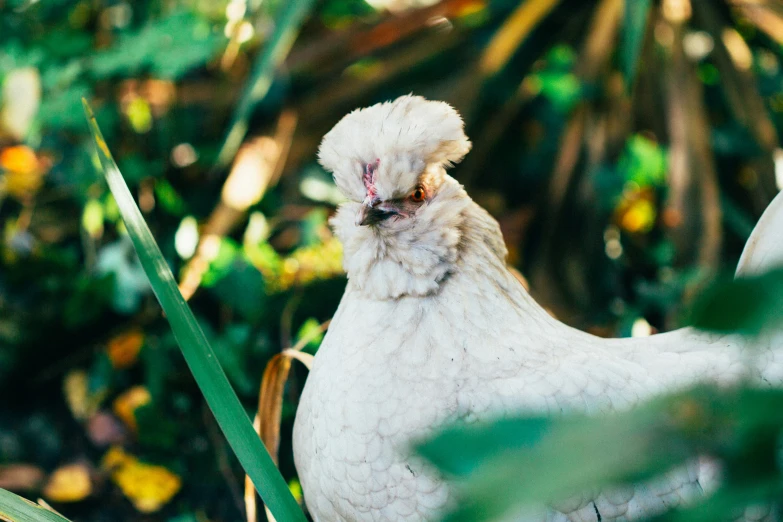 a chicken with its head stuck in the vegetation