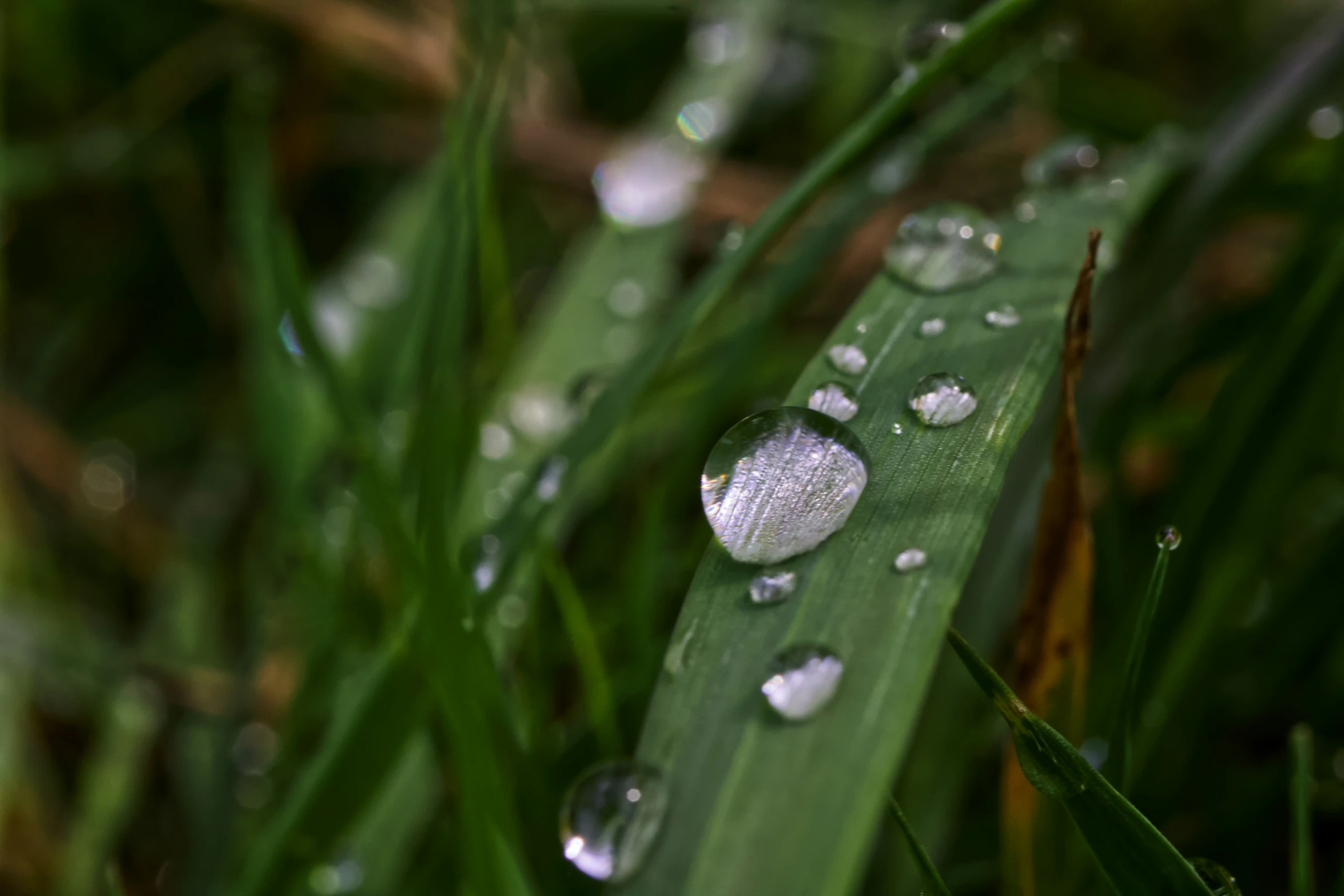 a picture of some water drops on a leaf