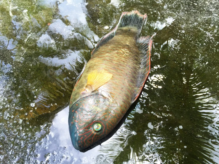a large fish laying on the ground in water