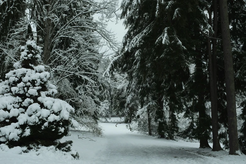 a snow covered path surrounded by snowy trees
