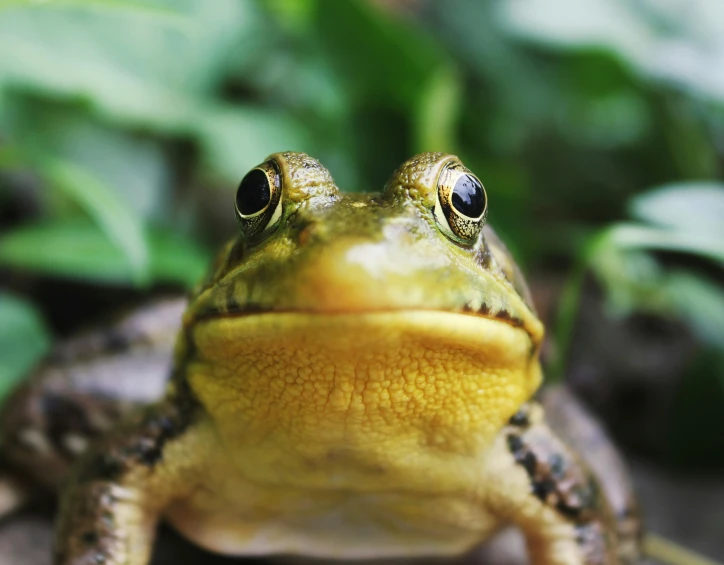 a close up of a frog looking at the camera