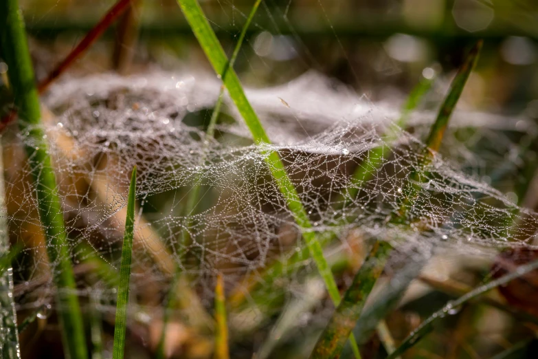 a spider web is pictured on some grass