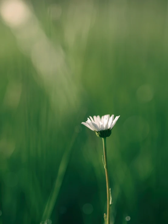 a daisy in the grass with rain droplets