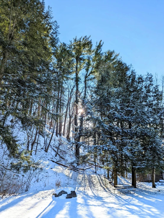 a snowy trail in the woods, near the trees