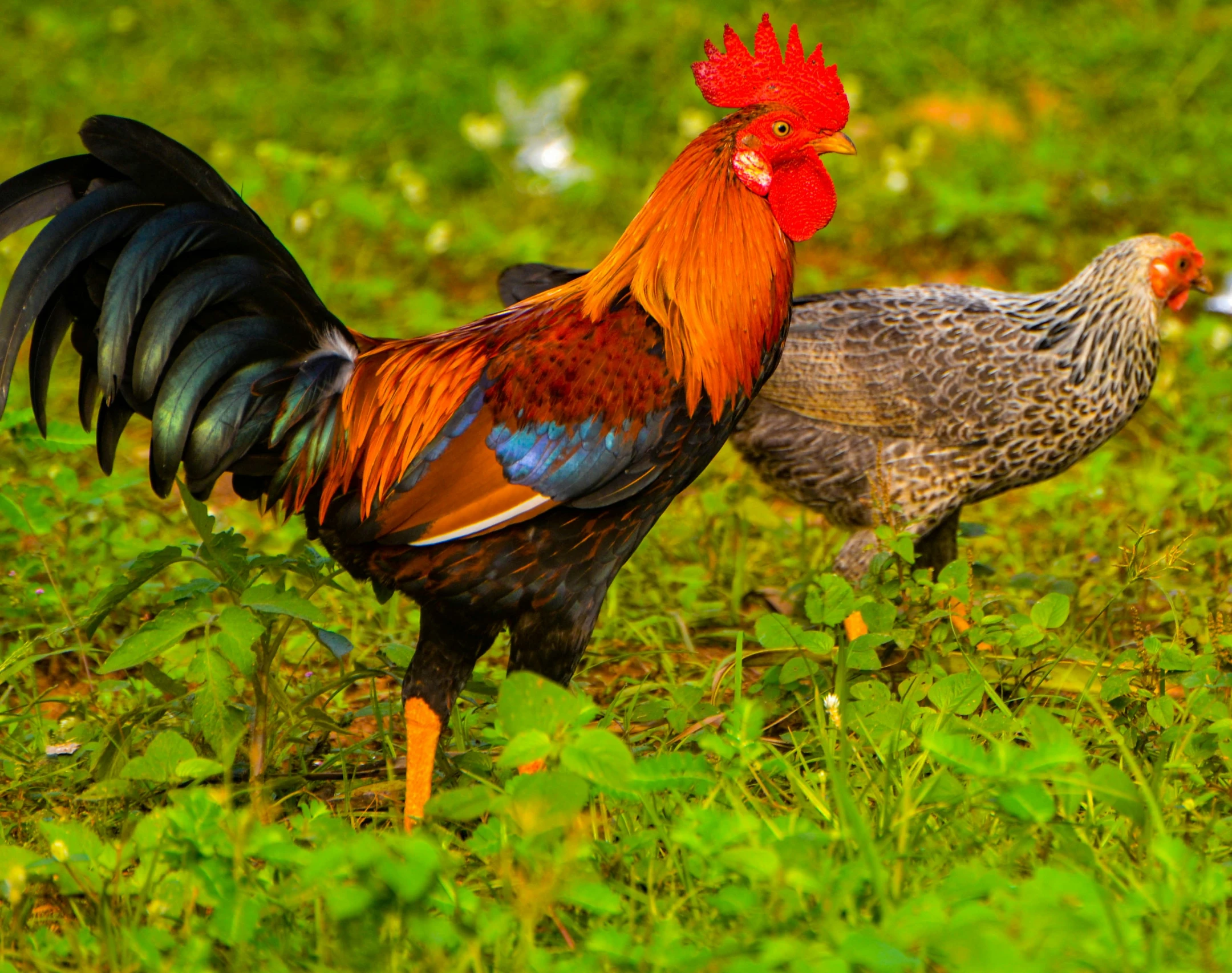 two roosters walk through the grass together