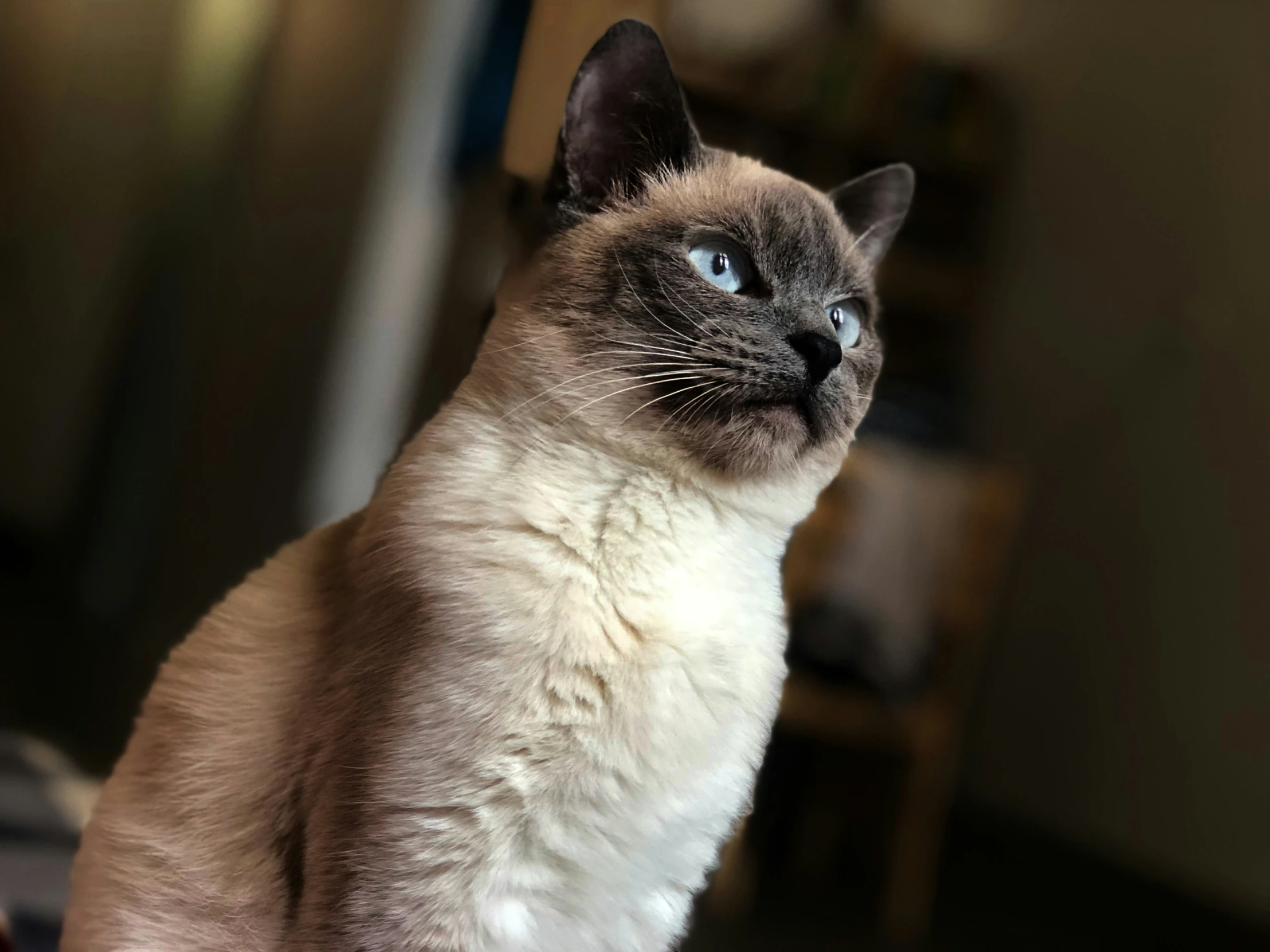 a siamese cat sitting on the table looking ahead