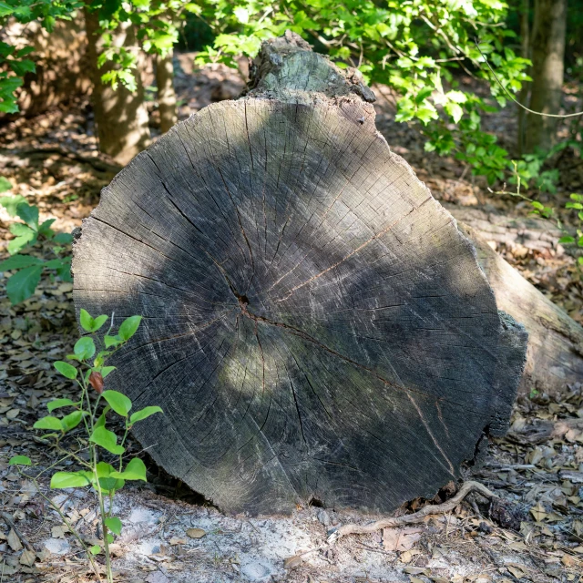 a large round stump on the ground near some trees