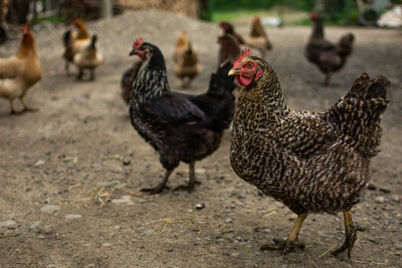 chickens walking on a gravel path near rocks and grass