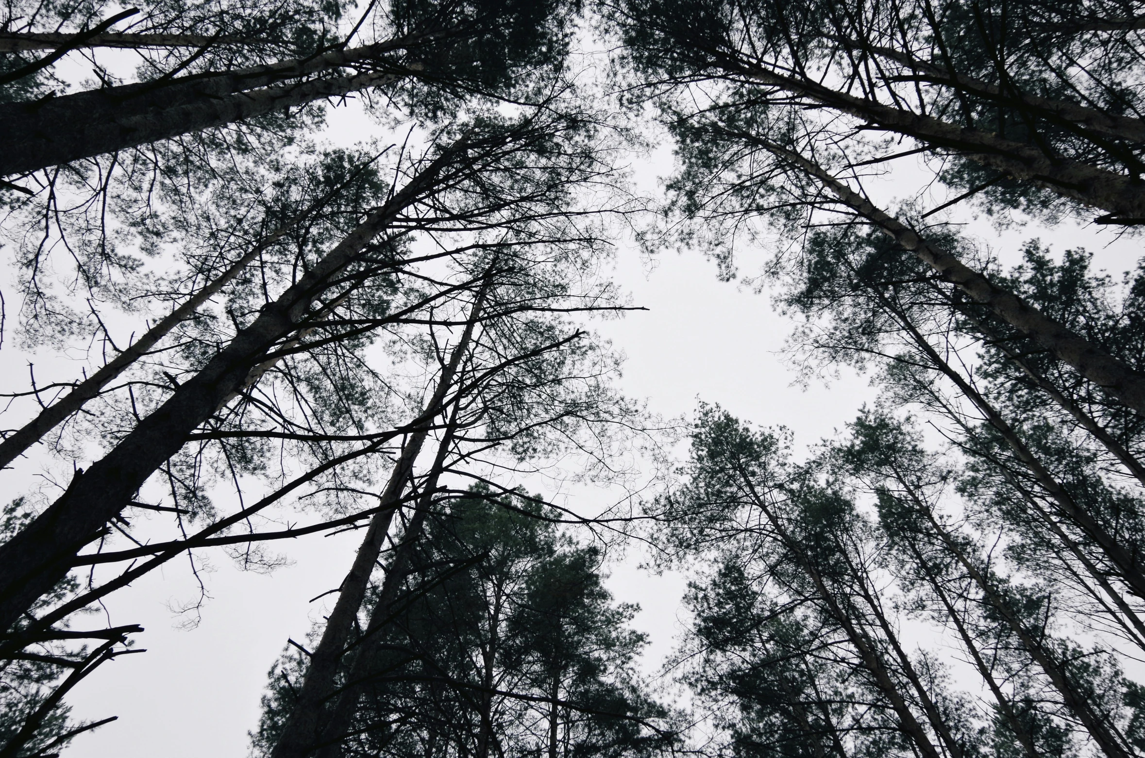 looking up into the trees in a forest