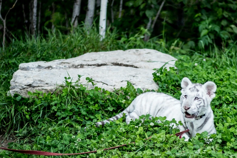 a white tiger standing on top of a lush green field