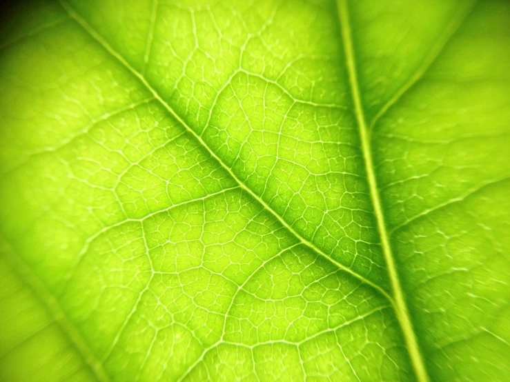 a green leaf that is in the sunlight