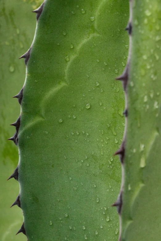 the green, leafy, cactus has water droplets on it