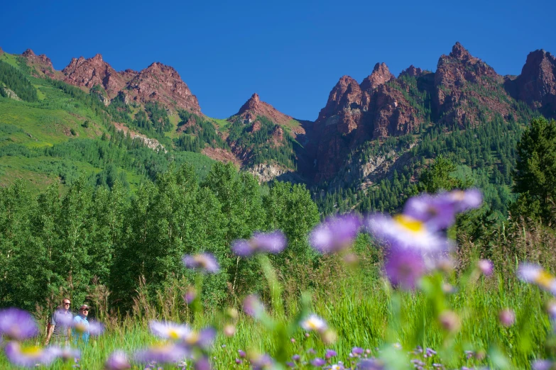 purple flowers in front of the mountains with blue sky