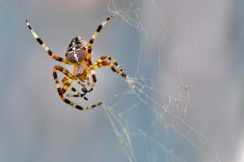 close up of spider with its mouth open with blue sky in background