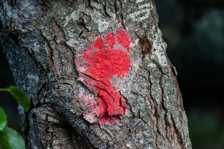 the initials of two hearts are carved on an old tree