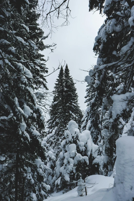 a couple trees sitting next to each other in a forest