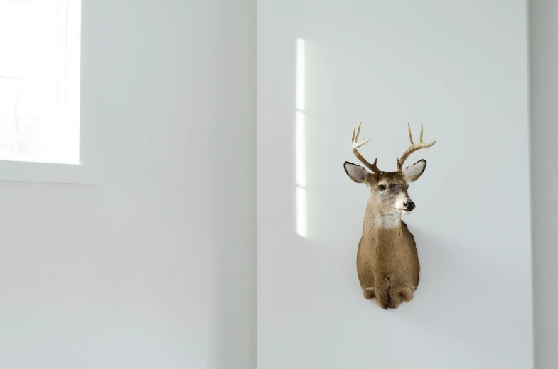 a deer head mounted on the wall with no horns