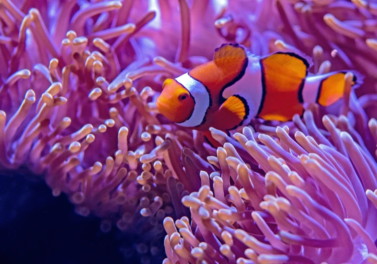 clown fish hiding in anemone anemone in the sea