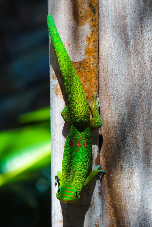 an image of a lizard that is on the wall