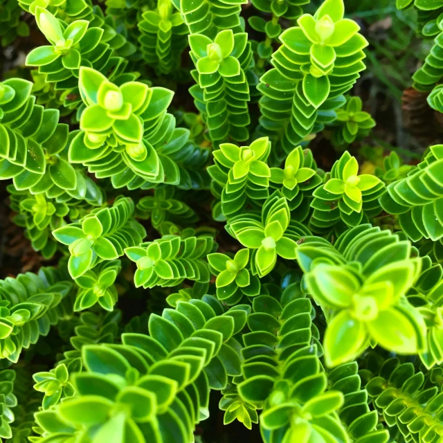 a close up view of a lush green plant