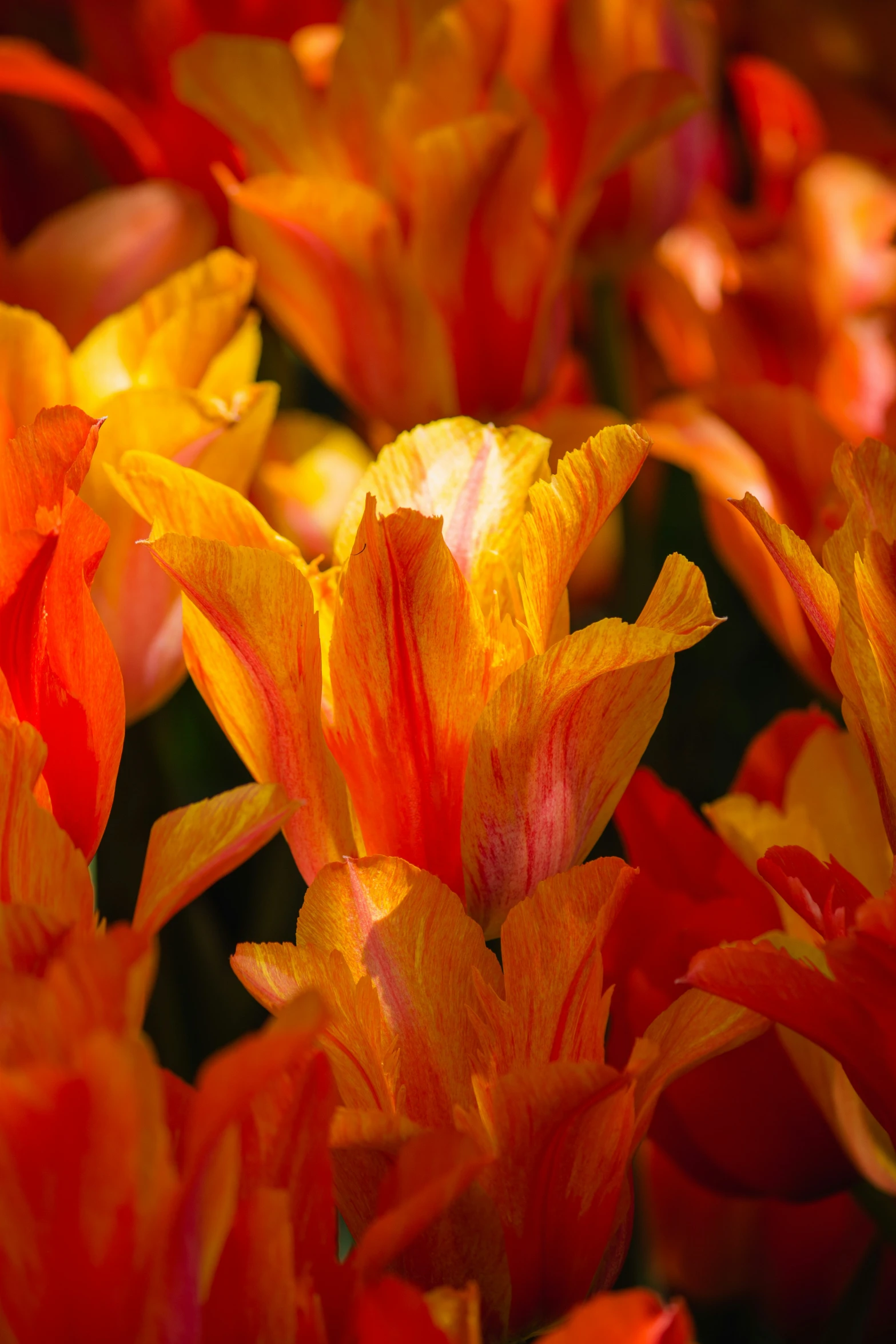 flowers with orange and yellow petals and green stems