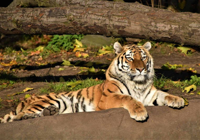 a large tiger laying down on some dirt