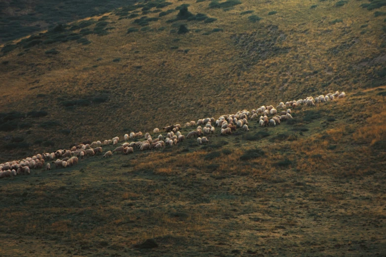 herd of sheep riding along side of each other on a hill