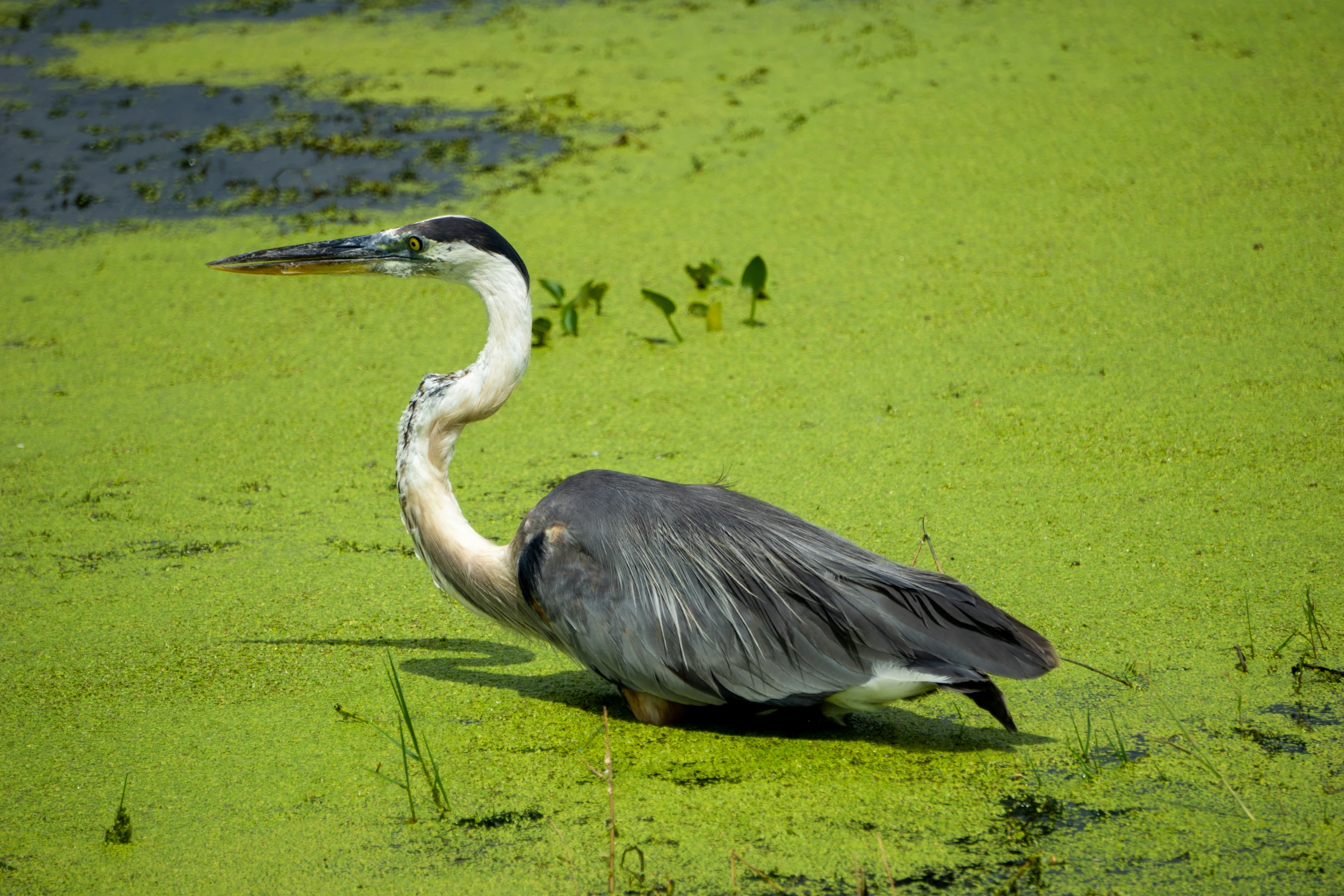 a large grey and white bird in green algae