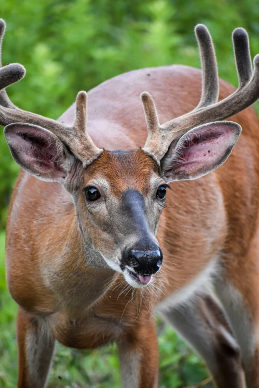 there is a deer that is staring straight at the camera