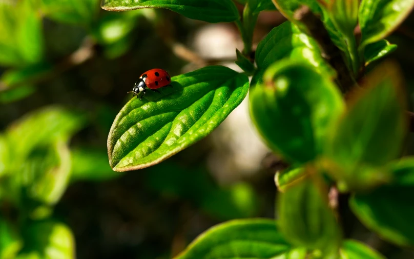 red and black bug sitting on green leaf