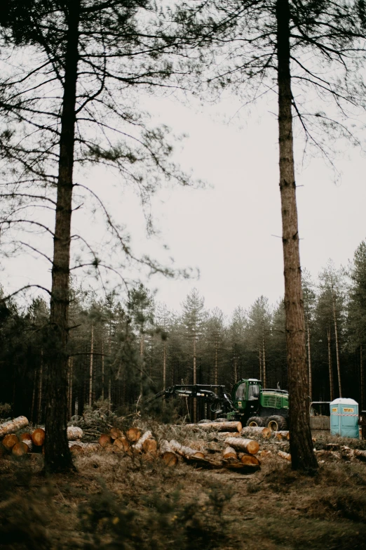 several trees standing next to some trucks in the woods